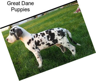 Great Dane Puppies