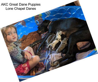 AKC Great Dane Puppies Lone Chapel Danes