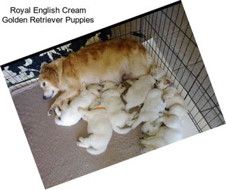 Royal English Cream Golden Retriever Puppies