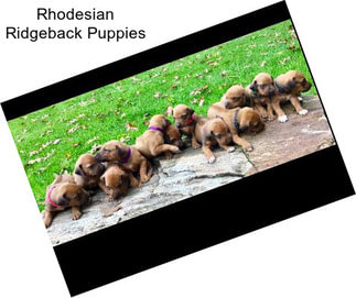 Rhodesian Ridgeback Puppies