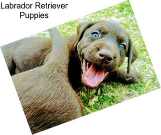 Labrador Retriever Puppies