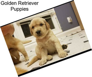 Golden Retriever Puppies