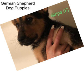 German Shepherd Dog Puppies