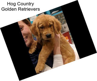 Hog Country Golden Retrievers