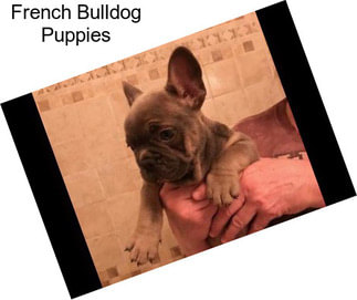 French Bulldog Puppies