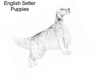 English Setter Puppies