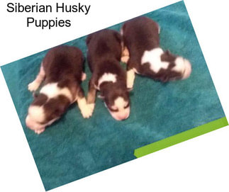 Siberian Husky Puppies