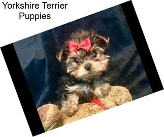 Yorkshire Terrier Puppies