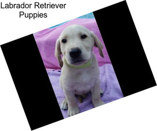 Labrador Retriever Puppies