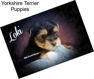 Yorkshire Terrier Puppies