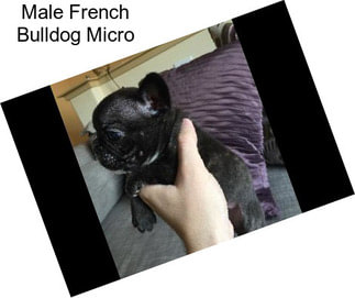 Male French Bulldog Micro
