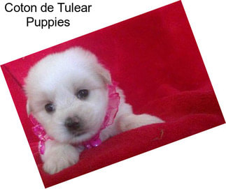 Coton de Tulear Puppies