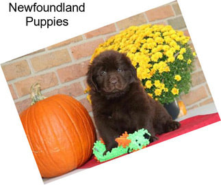 Newfoundland Puppies