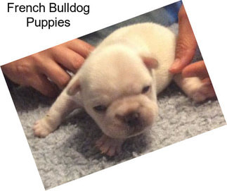 French Bulldog Puppies