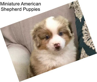 Miniature American Shepherd Puppies