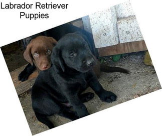 Labrador Retriever Puppies