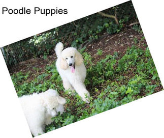 Poodle Puppies