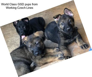 World Class GSD pups from Working Czech Lines