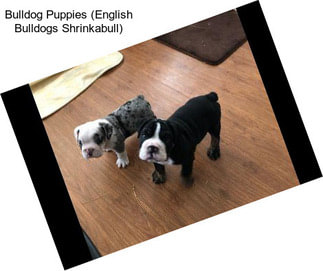 Bulldog Puppies (English Bulldogs Shrinkabull)