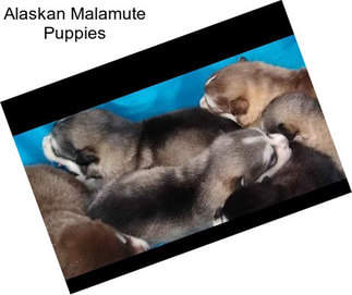 Alaskan Malamute Puppies