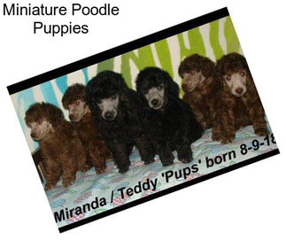 Miniature Poodle Puppies