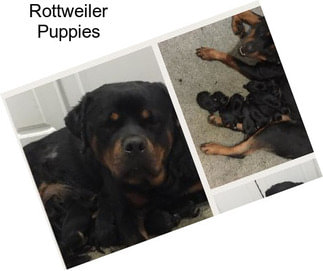 Rottweiler Puppies