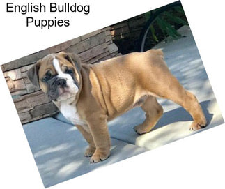 English Bulldog Puppies