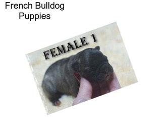 French Bulldog Puppies