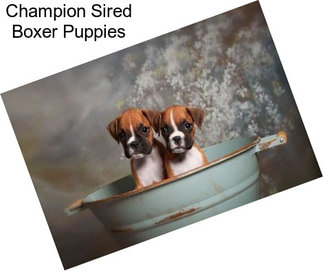 Champion Sired Boxer Puppies