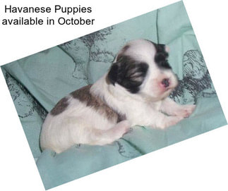 Havanese Puppies available in October