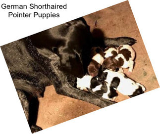 German Shorthaired Pointer Puppies