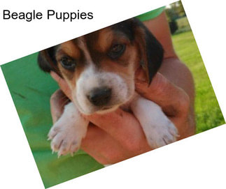 Beagle Puppies