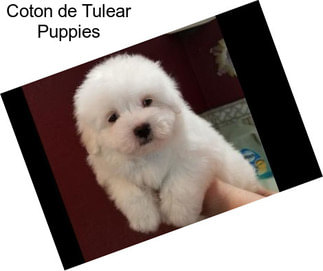 Coton de Tulear Puppies