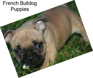 French Bulldog Puppies