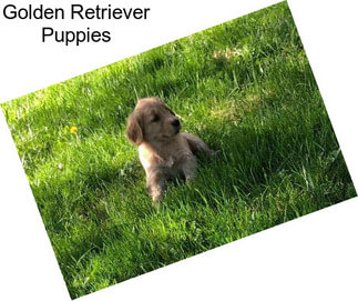 Golden Retriever Puppies