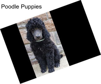 Poodle Puppies