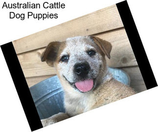 Australian Cattle Dog Puppies