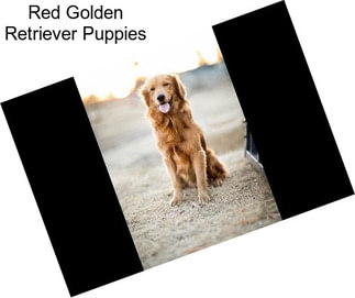 Red Golden Retriever Puppies