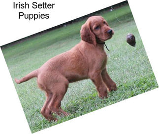 Irish Setter Puppies