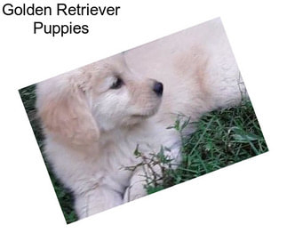 Golden Retriever Puppies