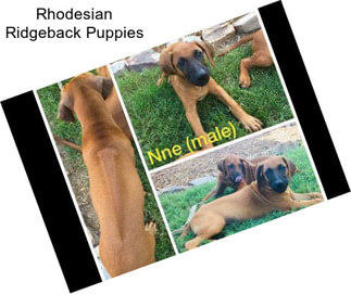 Rhodesian Ridgeback Puppies