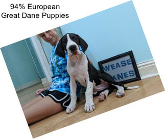 94% European Great Dane Puppies