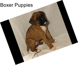 Boxer Puppies