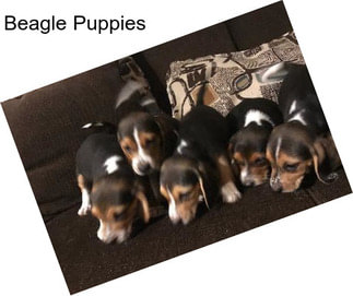 Beagle Puppies