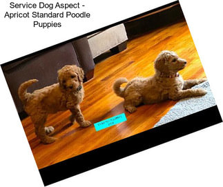 Service Dog Aspect - Apricot Standard Poodle Puppies