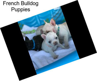 French Bulldog Puppies