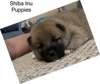 Shiba Inu Puppies