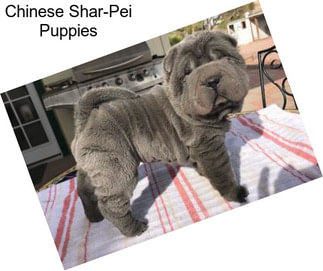 Chinese Shar Pei Dogs For Sale In New Mexico Agriseek Com