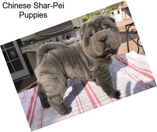 Chinese Shar-Pei Puppies