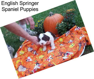 English Springer Spaniel Puppies